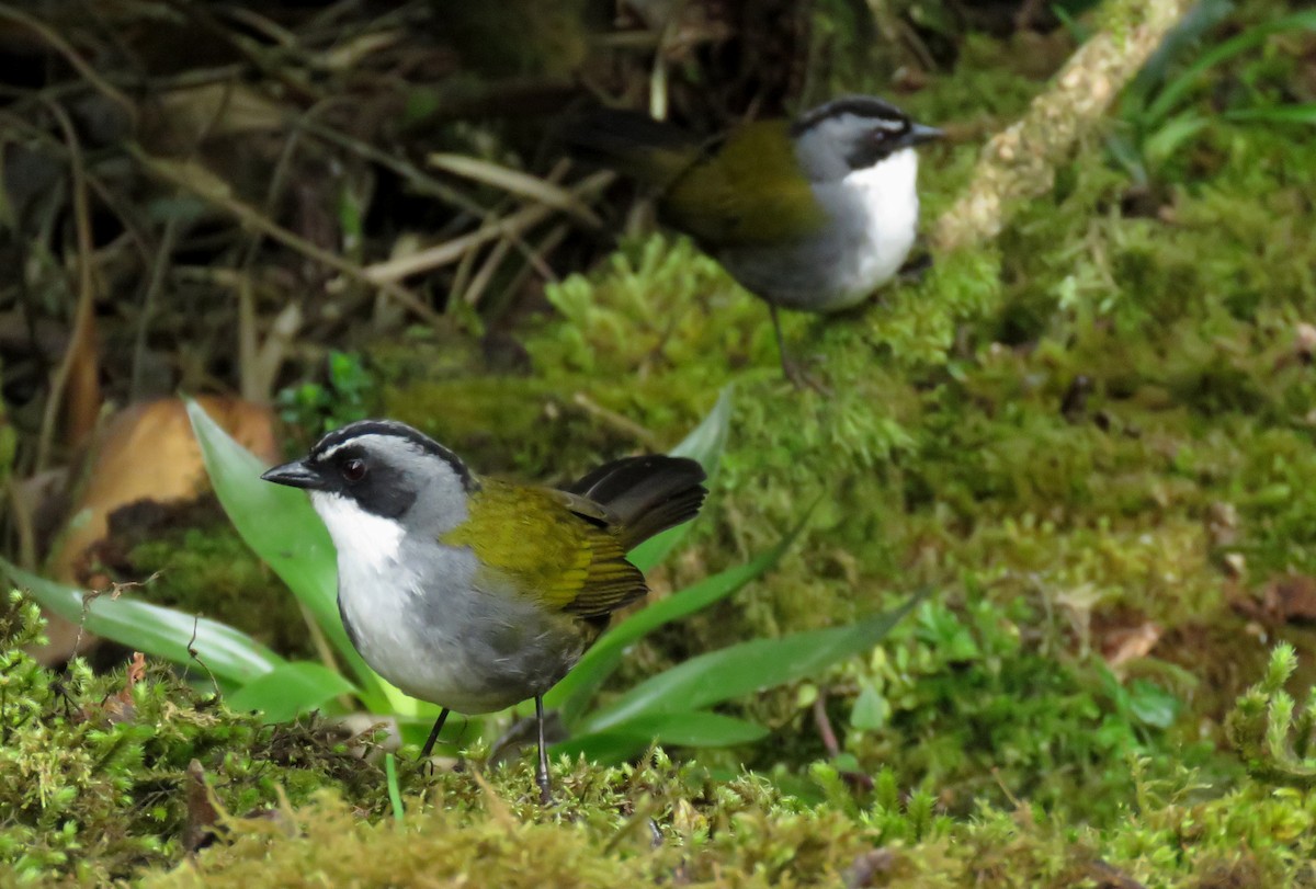 Gray-browed Brushfinch - ML182914701