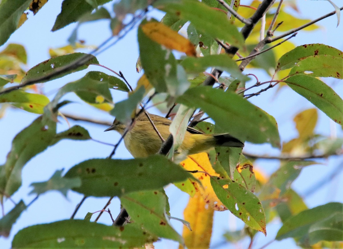 Palm Warbler - ML182914801