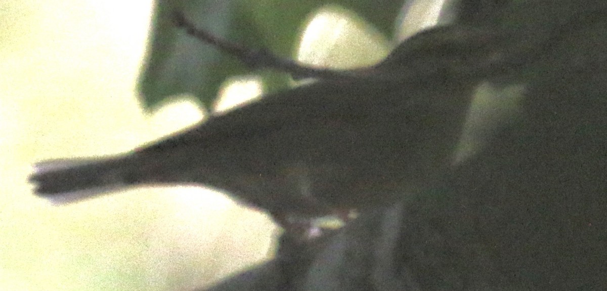 Worm-eating Warbler - ML182915471