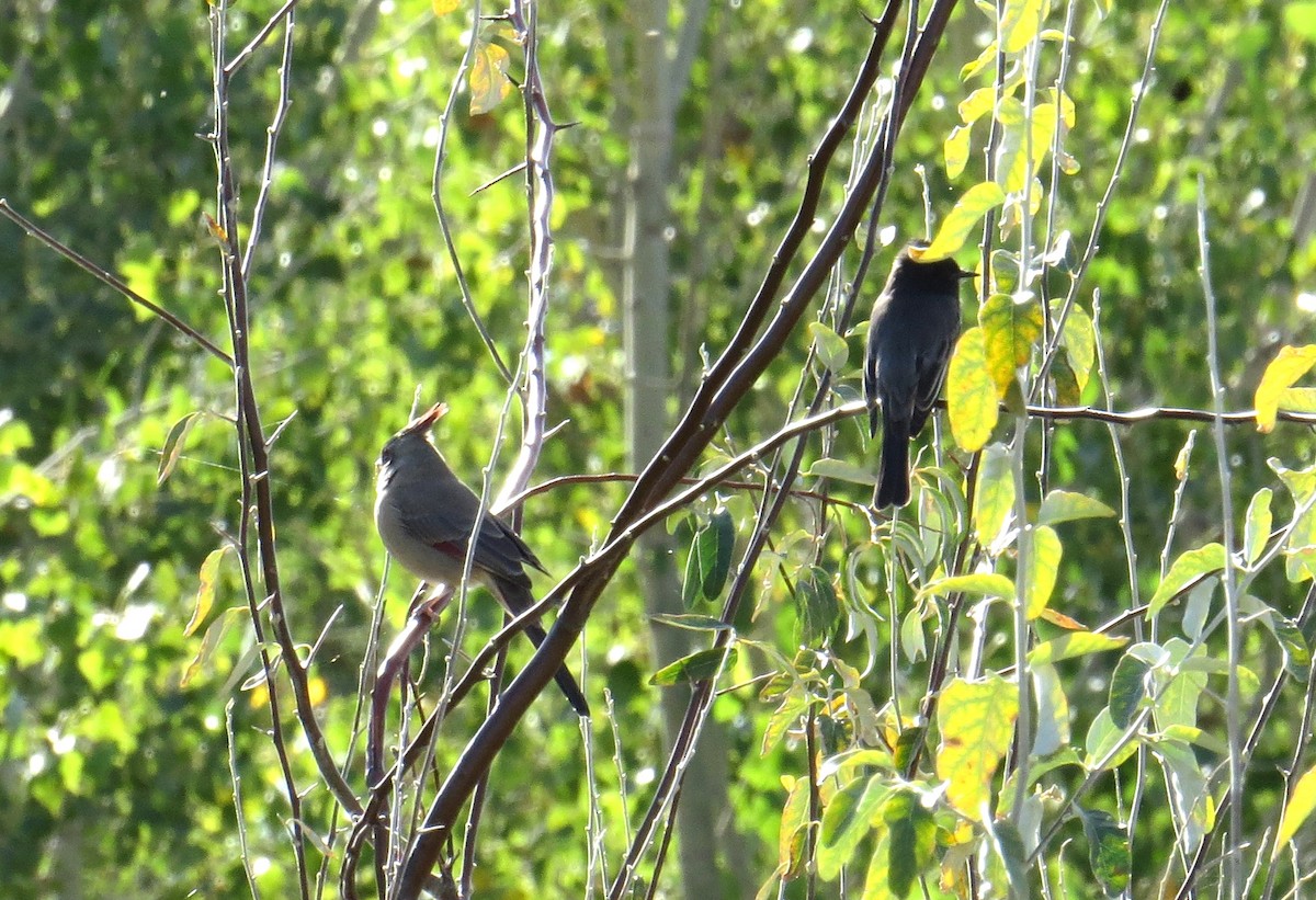 Cardinal pyrrhuloxia - ML182915931