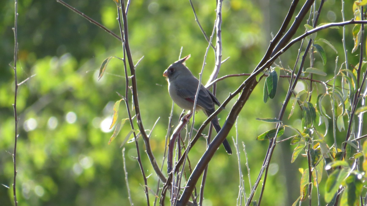 Cardinal pyrrhuloxia - ML182916011