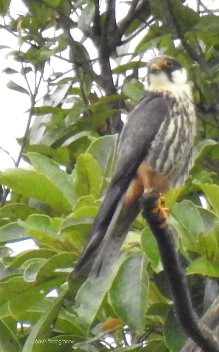 Eurasian Hobby - ML182916361