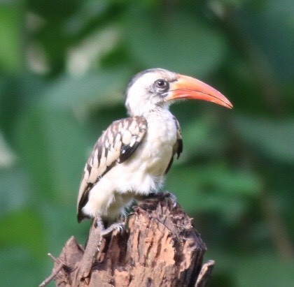 Western Red-billed Hornbill - Mary Crickmore