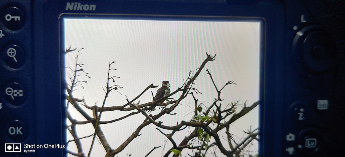 Eurasian Hobby - ML182916851