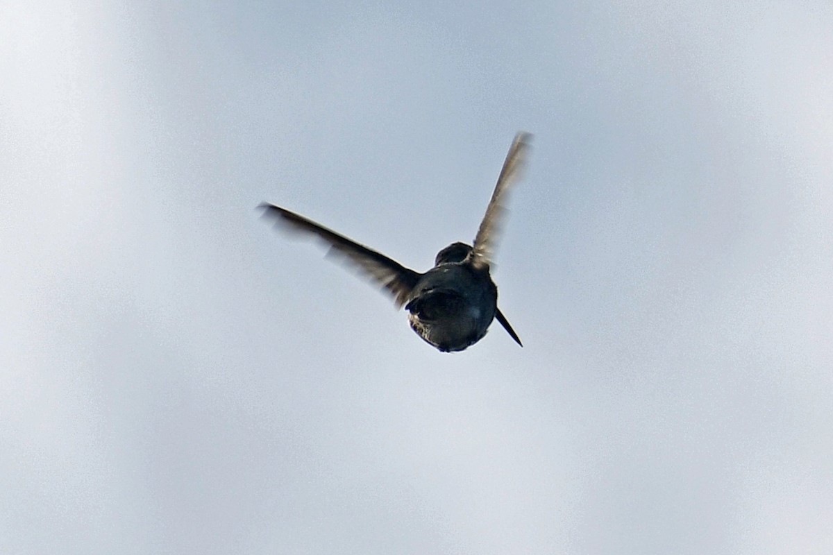 Anna's Hummingbird - ML182917361