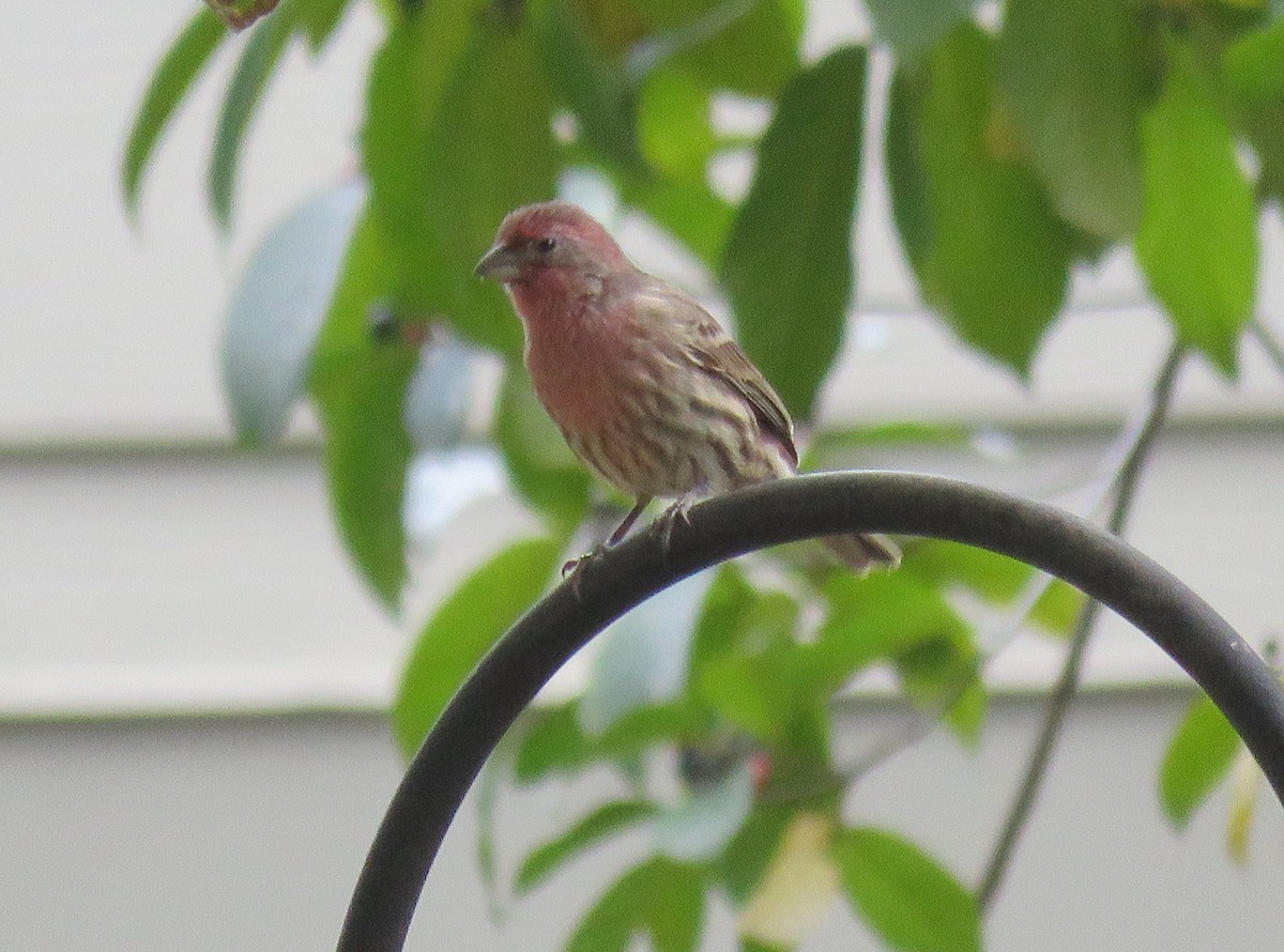 House Finch - ML182920251