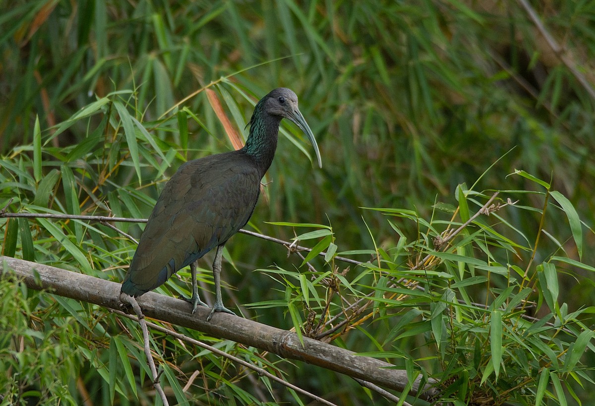 Green Ibis - LUCIANO BERNARDES