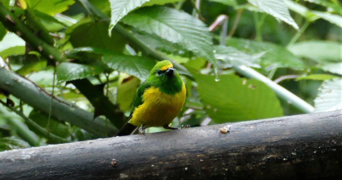 Blue-naped Chlorophonia - ML182923681