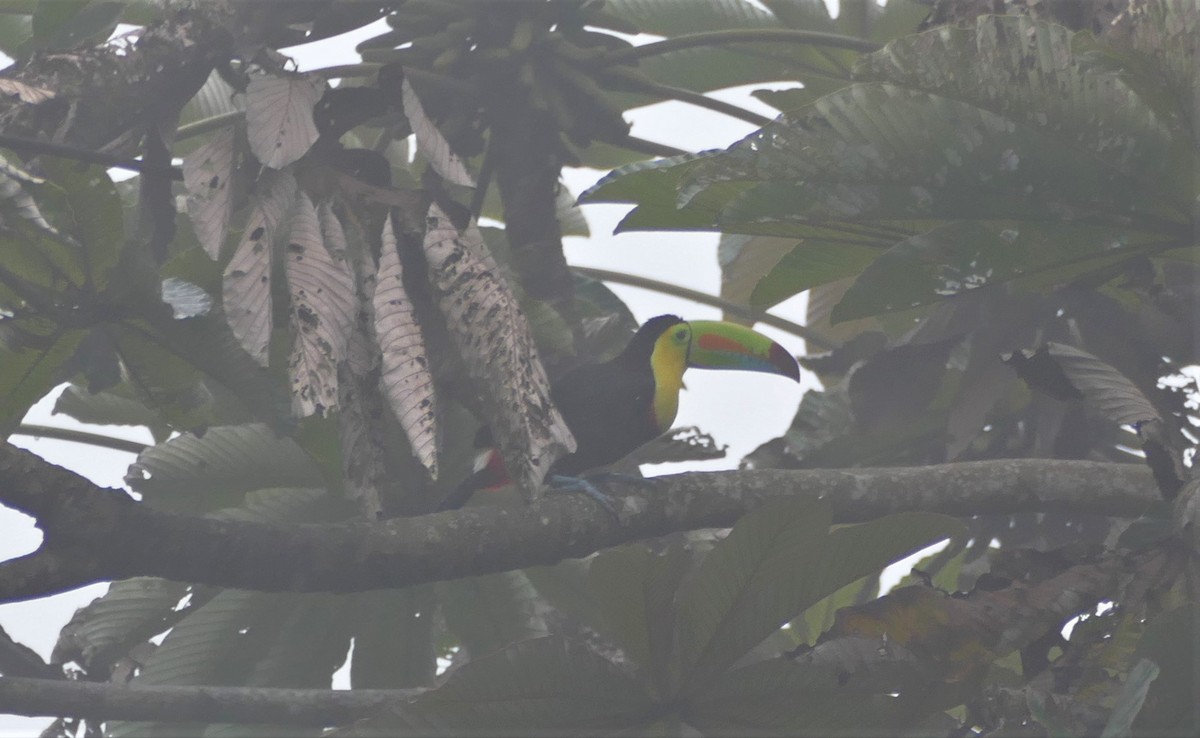 Keel-billed Toucan - ML182923741