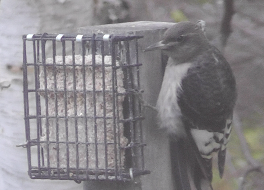 Red-headed Woodpecker - ML182924201