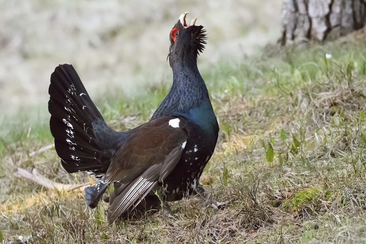 Western Capercaillie - ML182924351