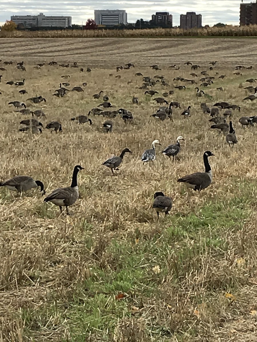 Snow Goose - William Knight