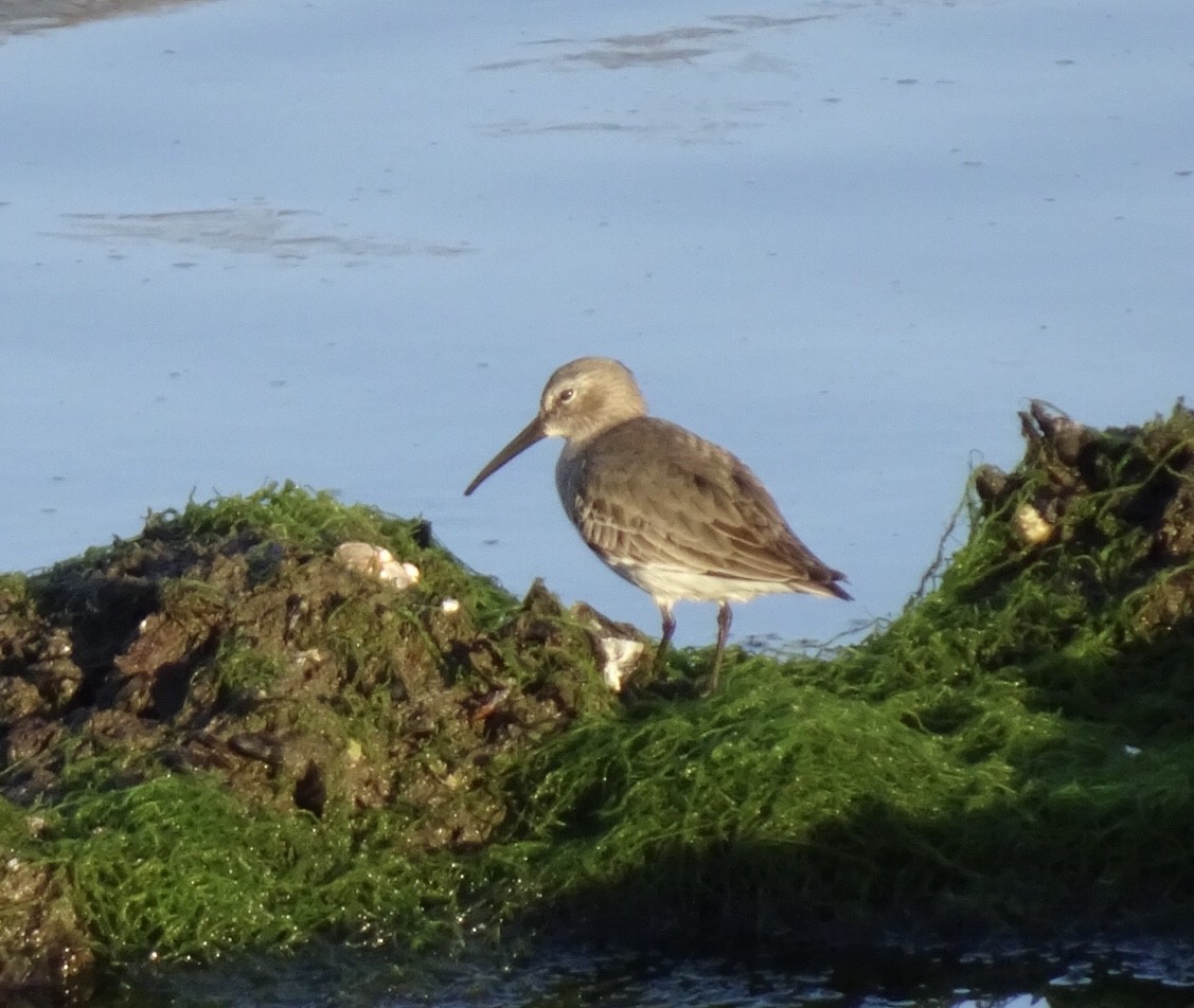 Dunlin - ML182926611