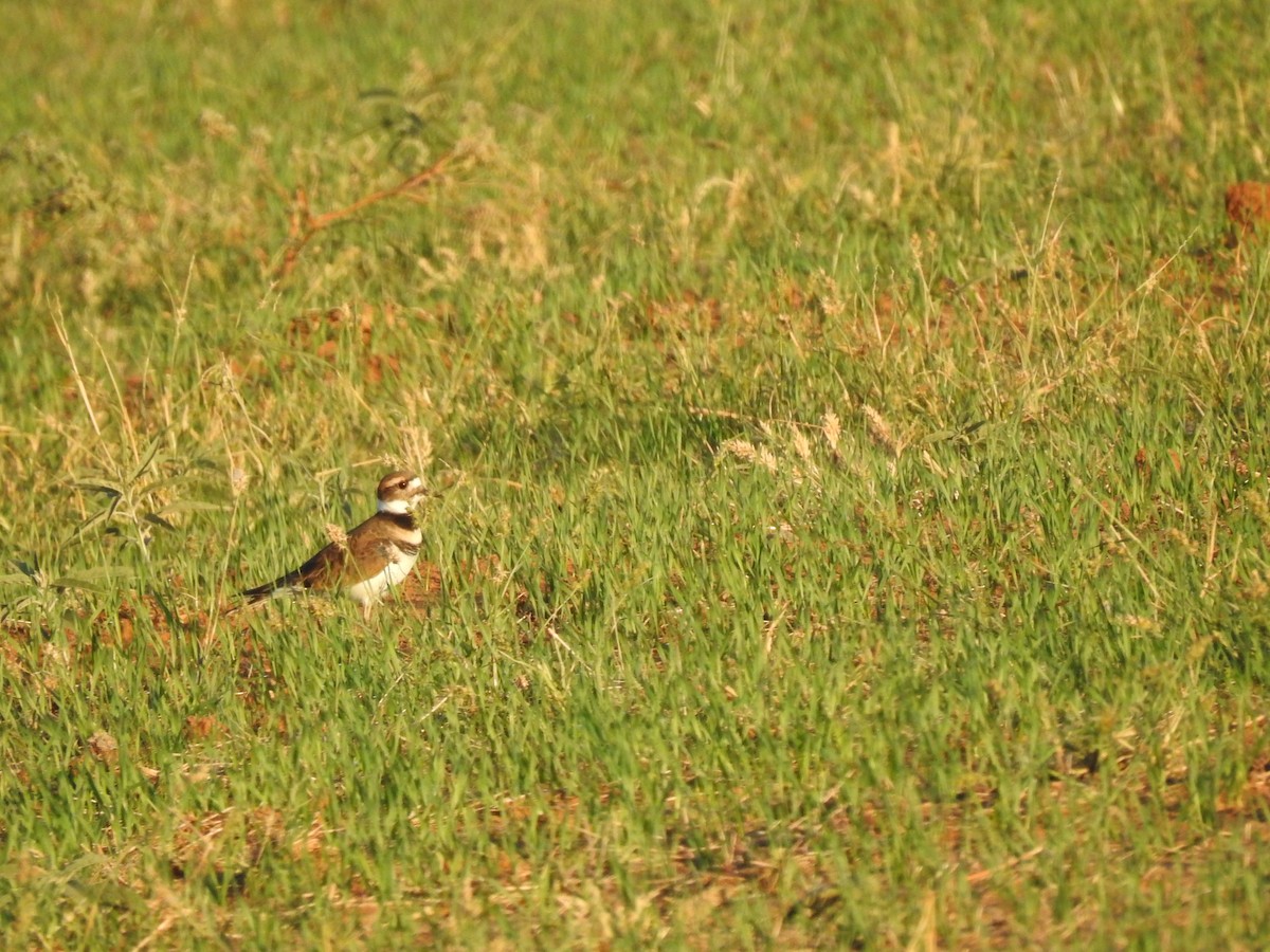 Killdeer - ML182926721