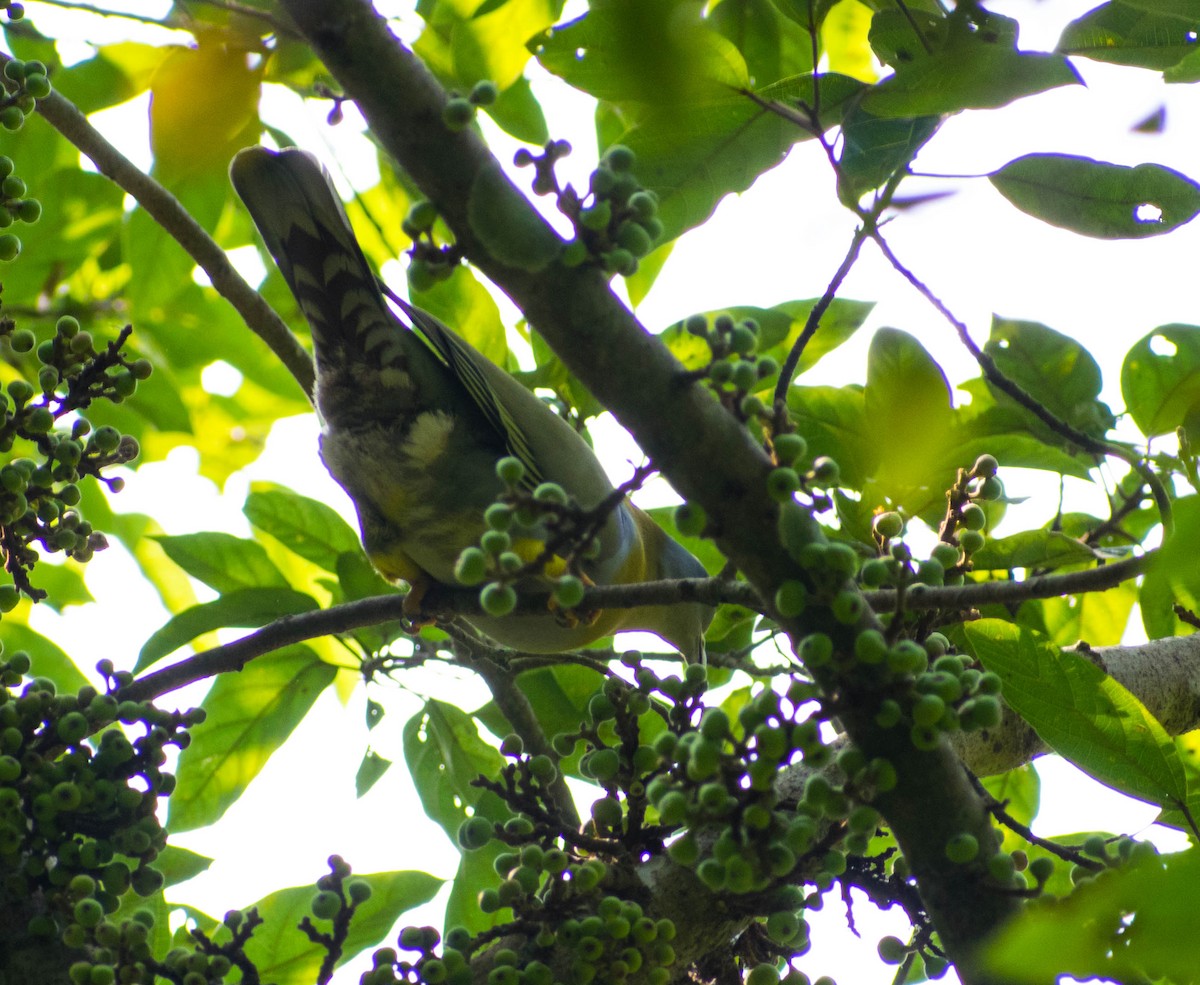 Yellow-footed Green-Pigeon - ML182928571