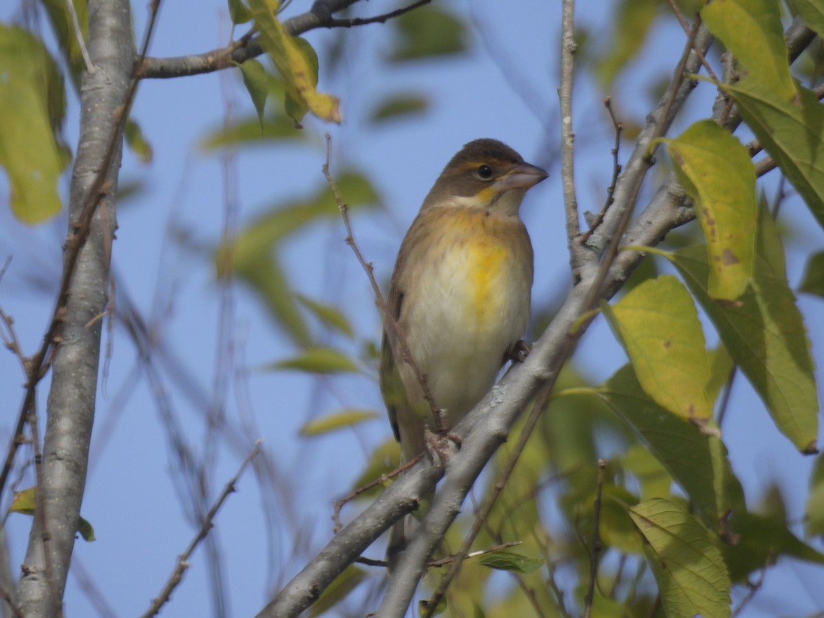 Dickcissel - ML182928821