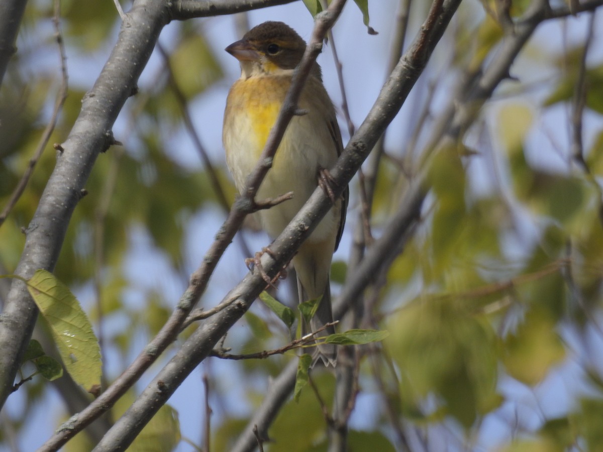 Dickcissel - ML182928851