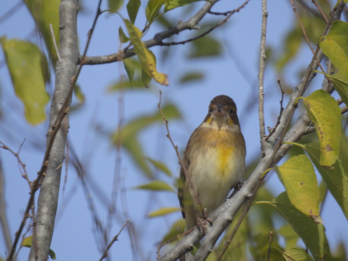Dickcissel - ML182928861