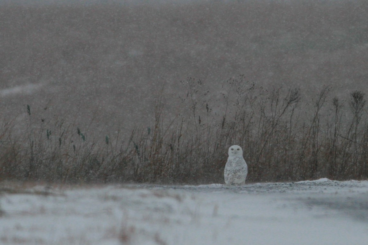 Snowy Owl - ML182929031