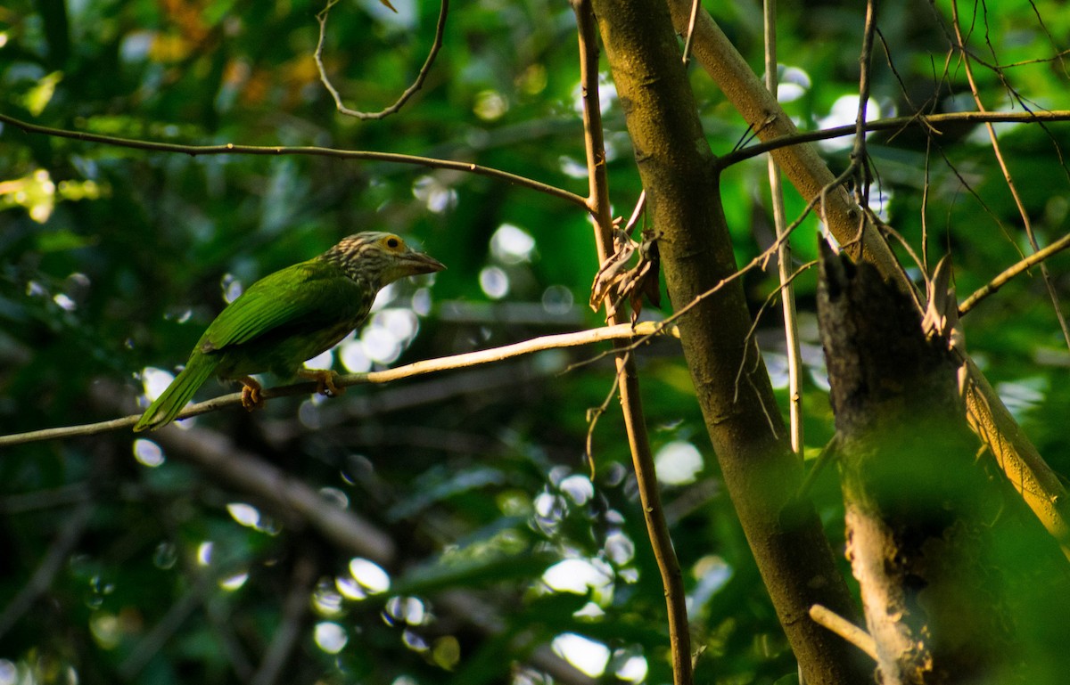 Lineated Barbet - ML182929061