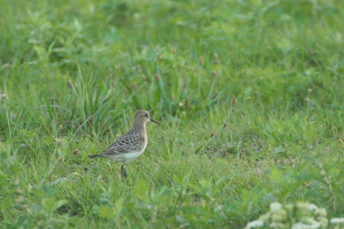 Baird's Sandpiper - ML182929501