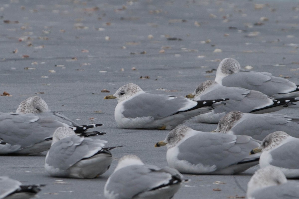 fiskemåke (canus) - ML182930141