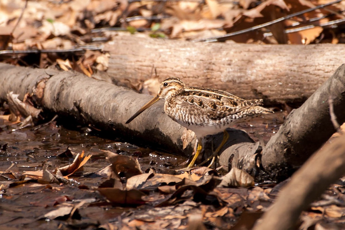 Wilson's Snipe - ML182930531