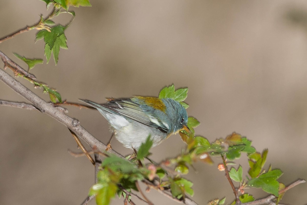 Parula Norteña - ML182930631