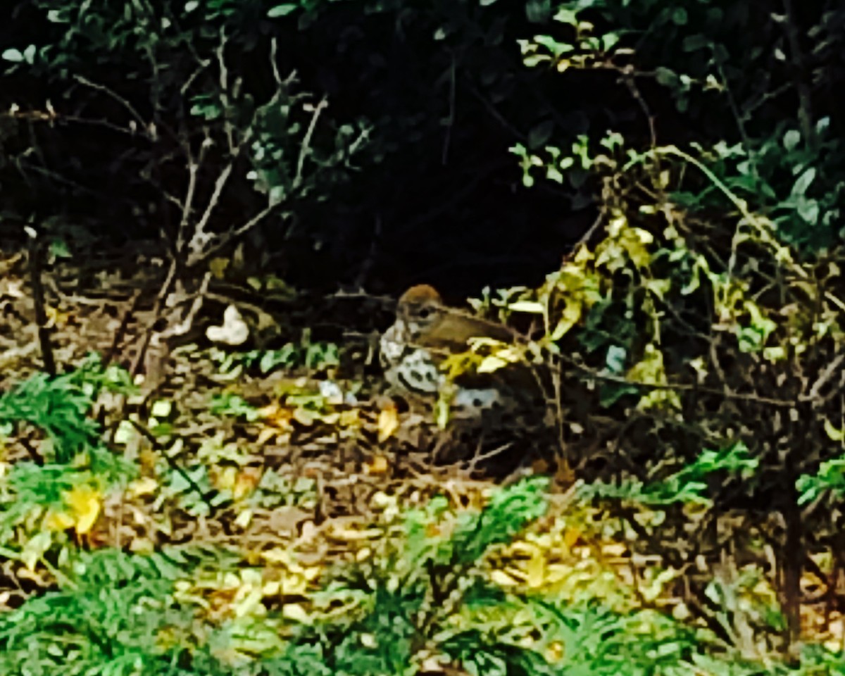 Wood Thrush - ML182930921