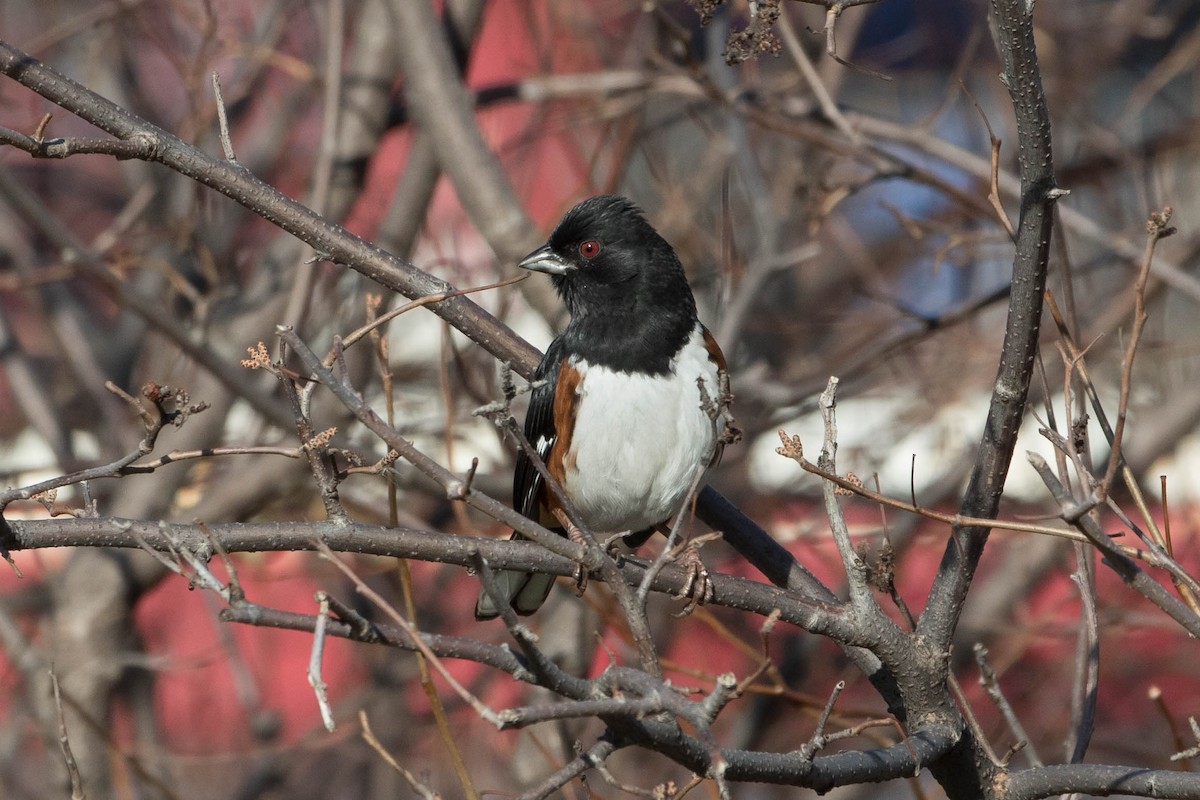 Eastern Towhee - ML182931531