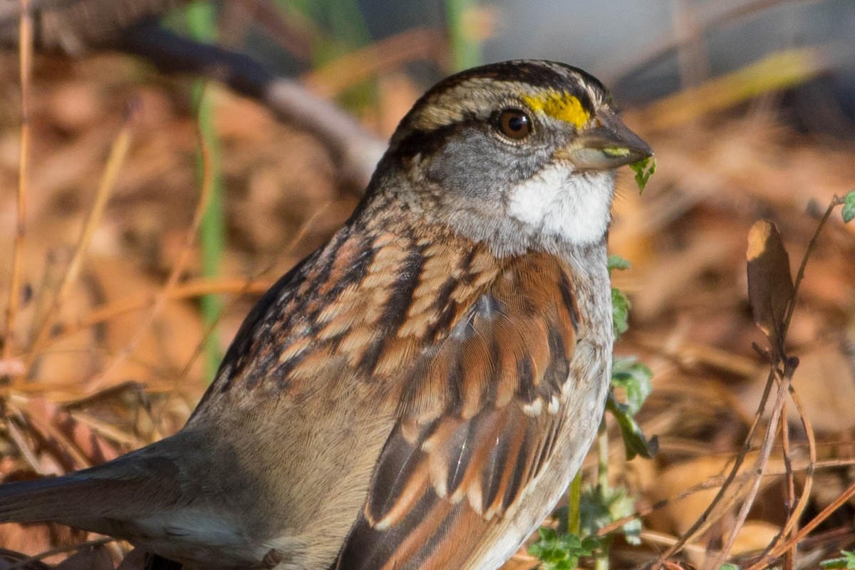 White-throated Sparrow - ML182931571