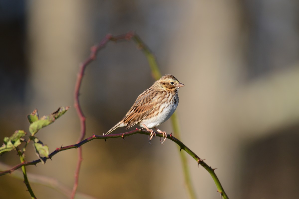 Savannah Sparrow - ML182931791