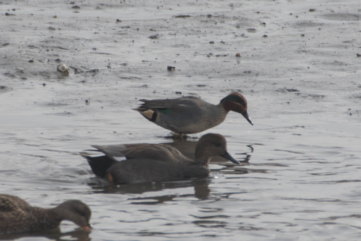 Green-winged Teal (Eurasian) - ML182931931