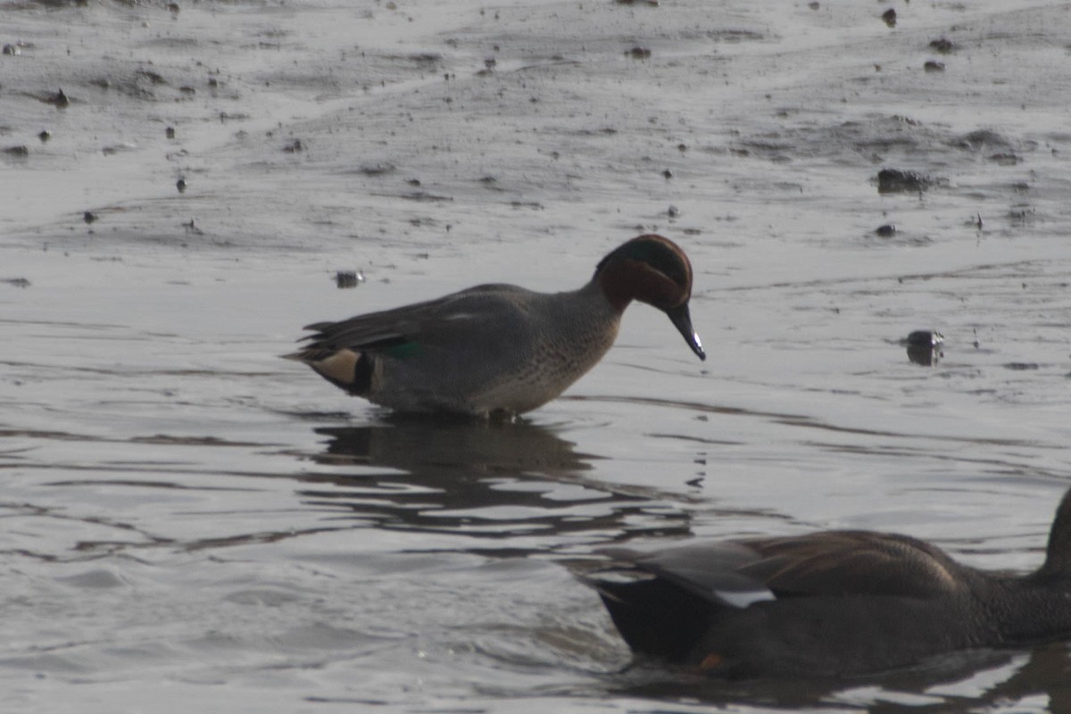 Green-winged Teal (Eurasian) - ML182931941