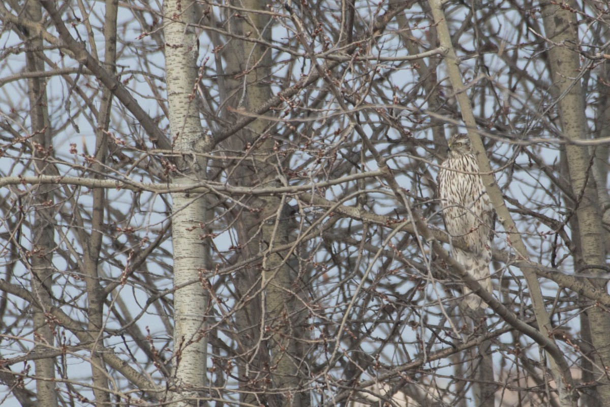 American Goshawk - ML182931961