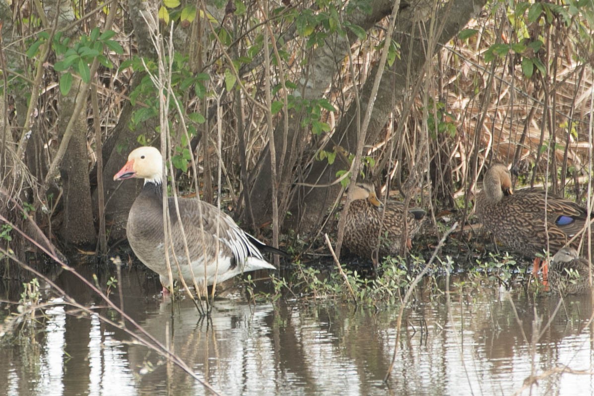 Snow Goose - ML182932491