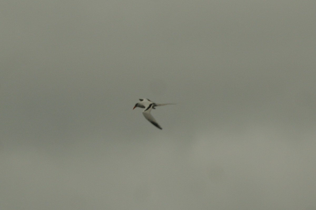 White-tailed Tropicbird - ML182932621