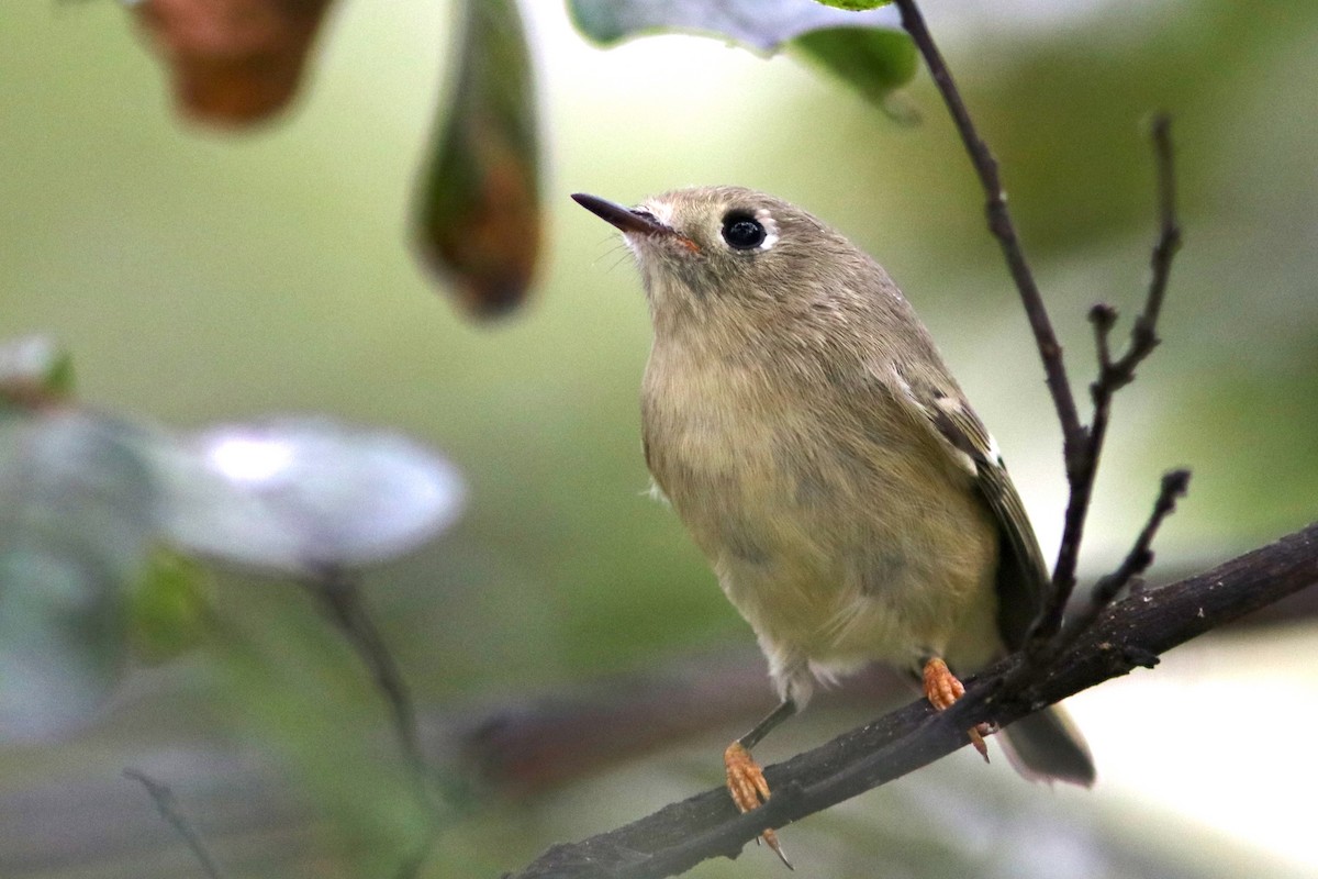 Ruby-crowned Kinglet - ML182934921