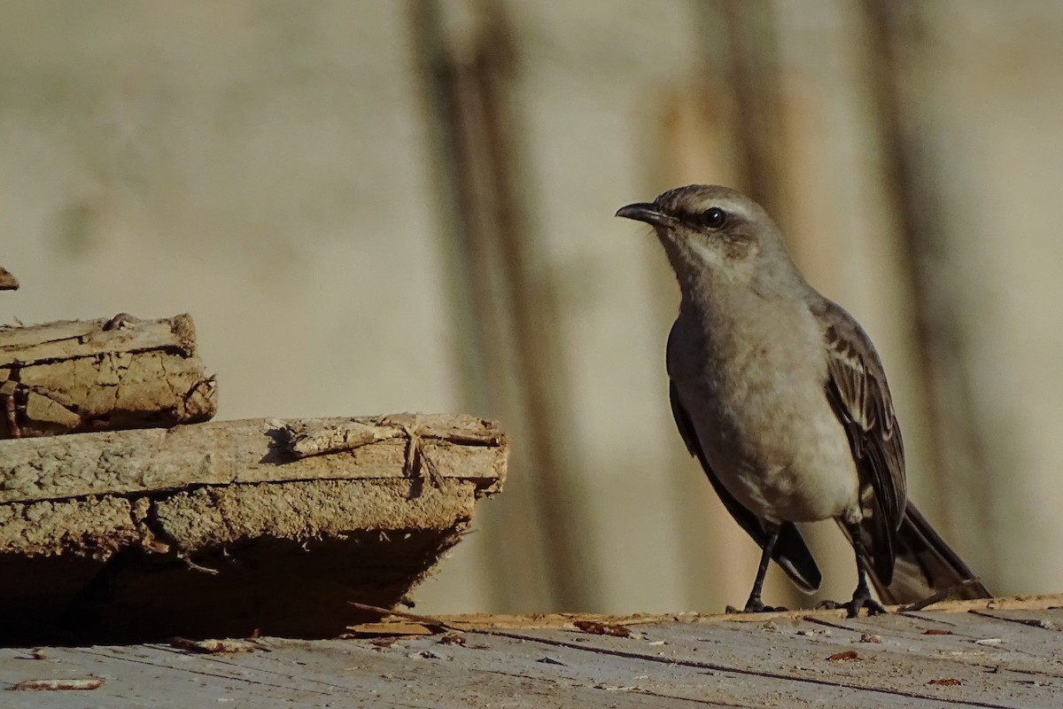 Tropical Mockingbird - ML182935091