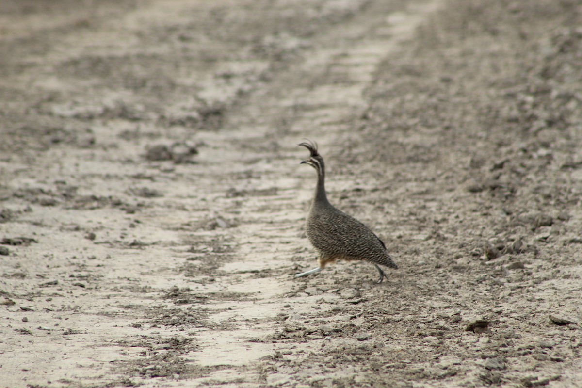 Elegant Crested-Tinamou - ML182935631