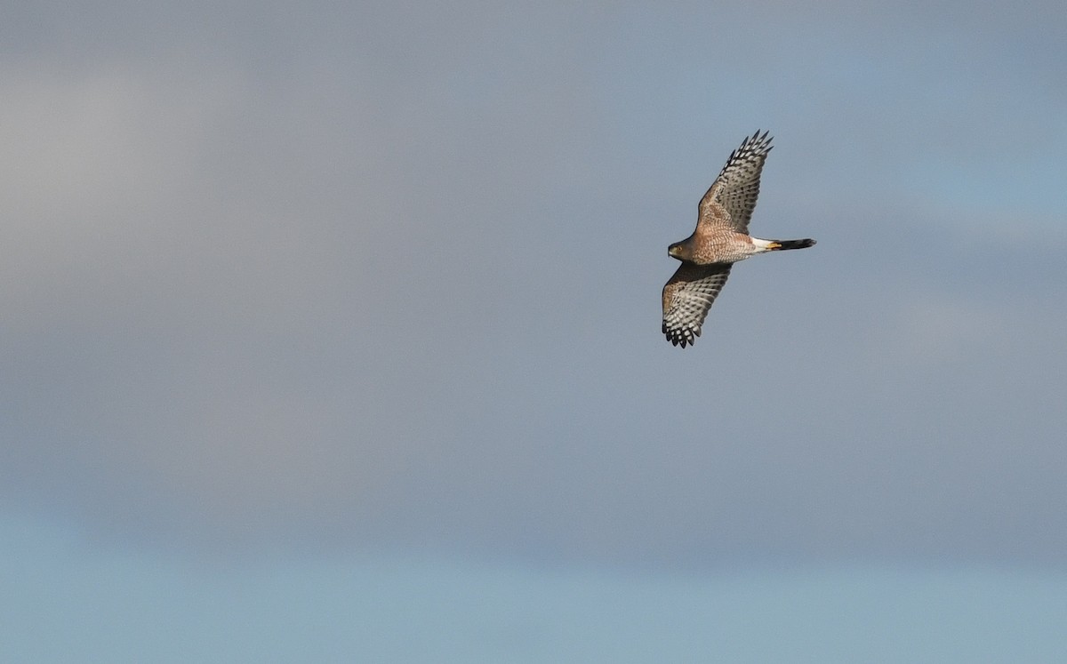 Cooper's Hawk - ML182936601