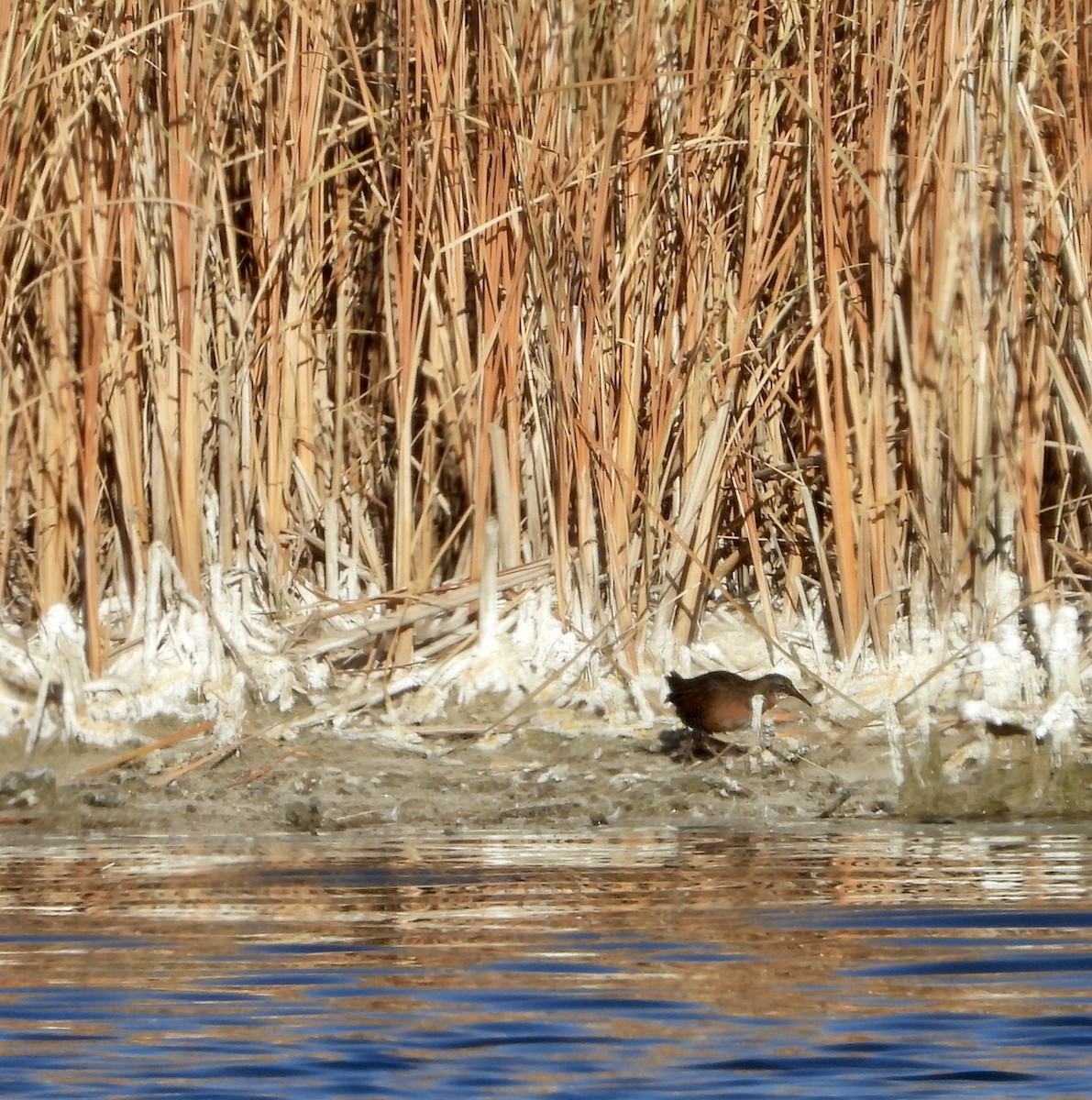 Virginia Rail - ML182936741