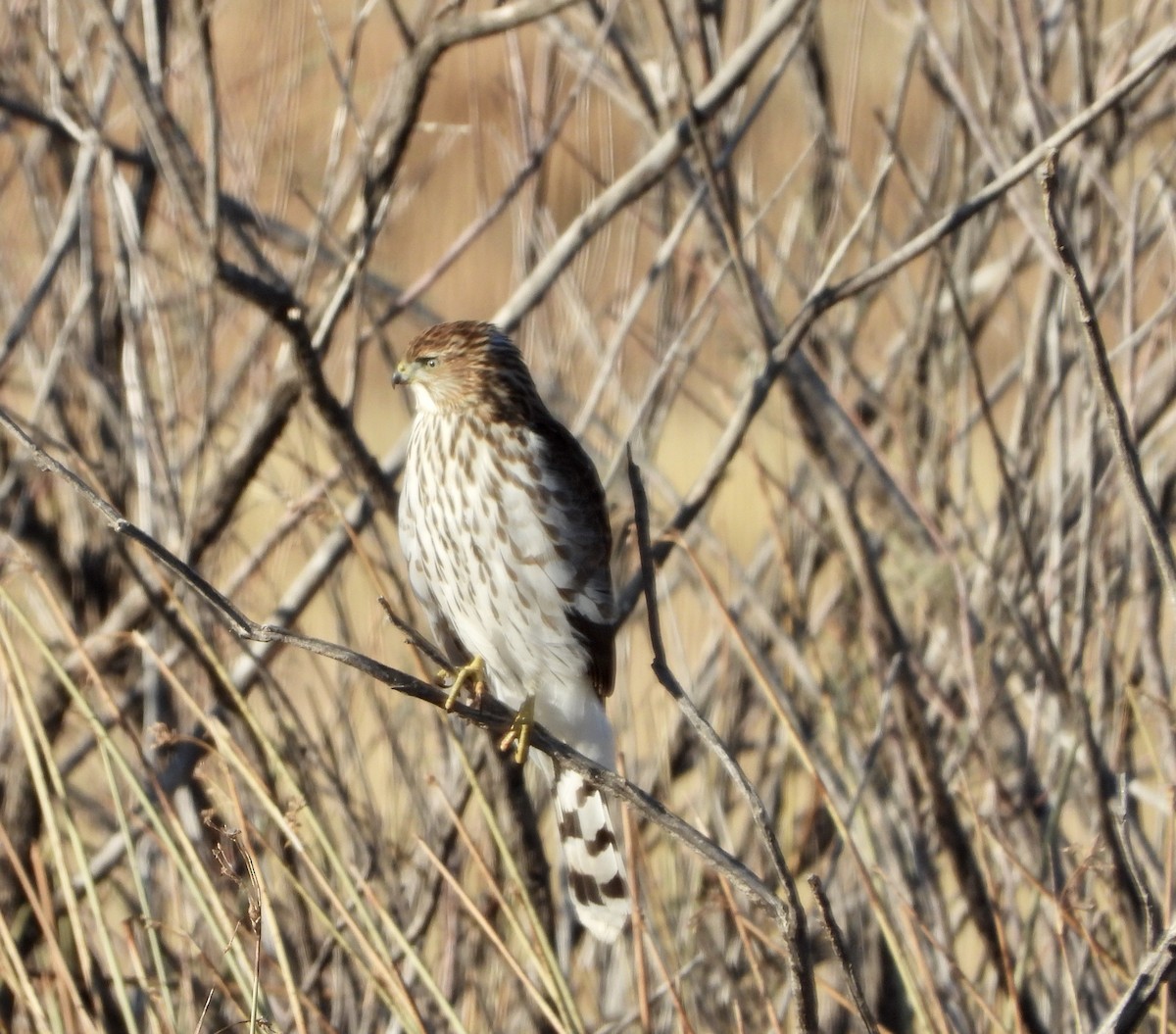 Cooper's Hawk - ML182936931