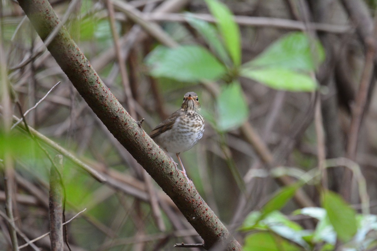 Swainson's Thrush - ML182938351