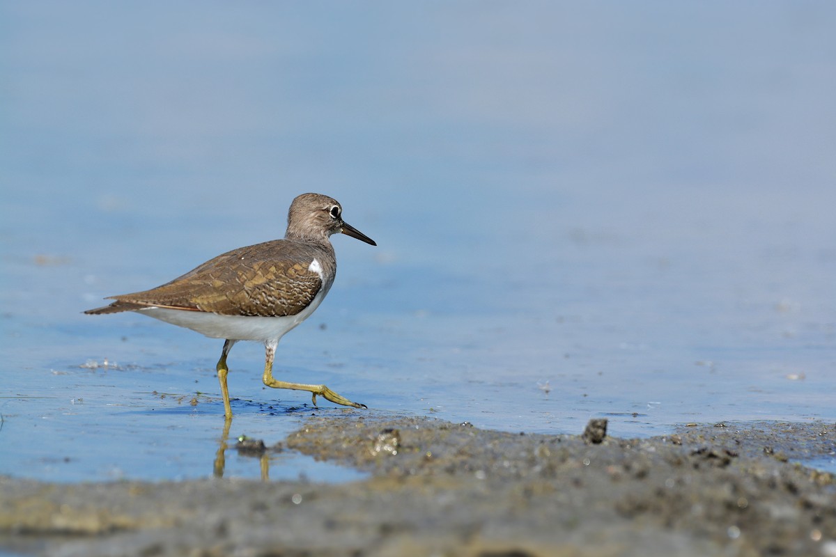 pisík obecný - ML182939011