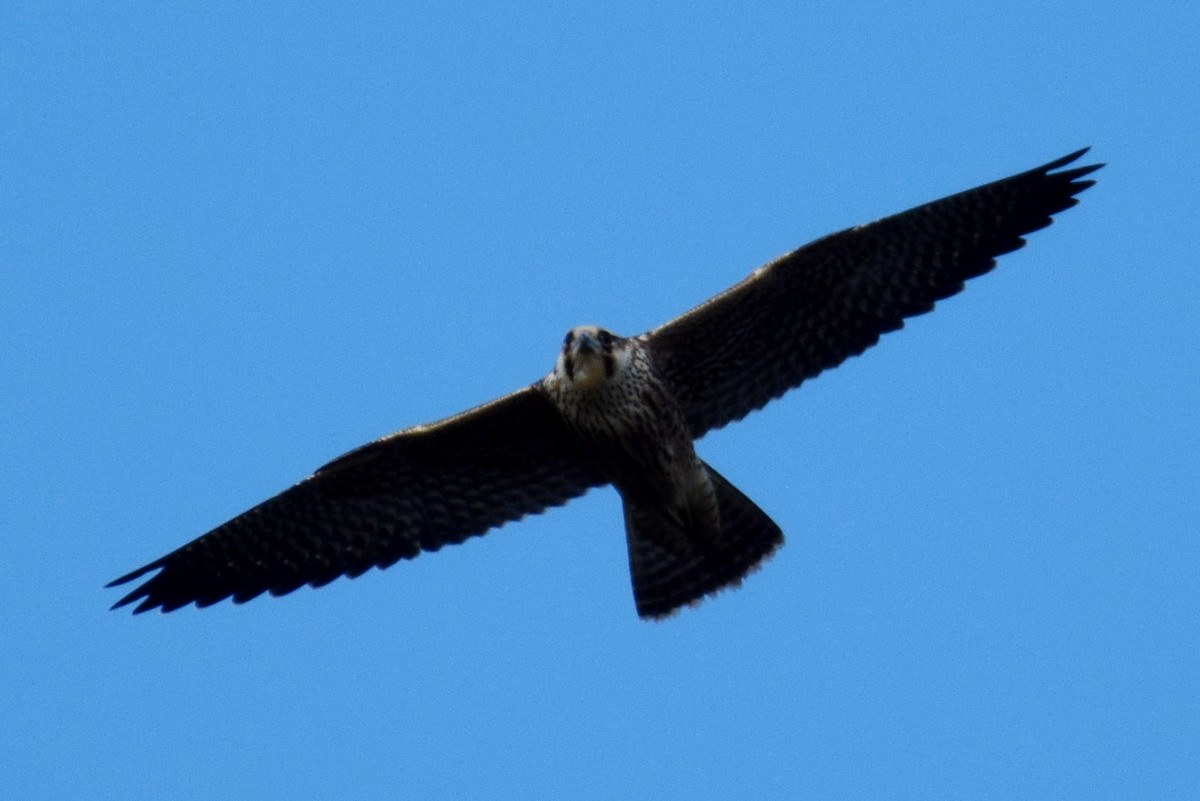 Peregrine Falcon - Joe Cochran