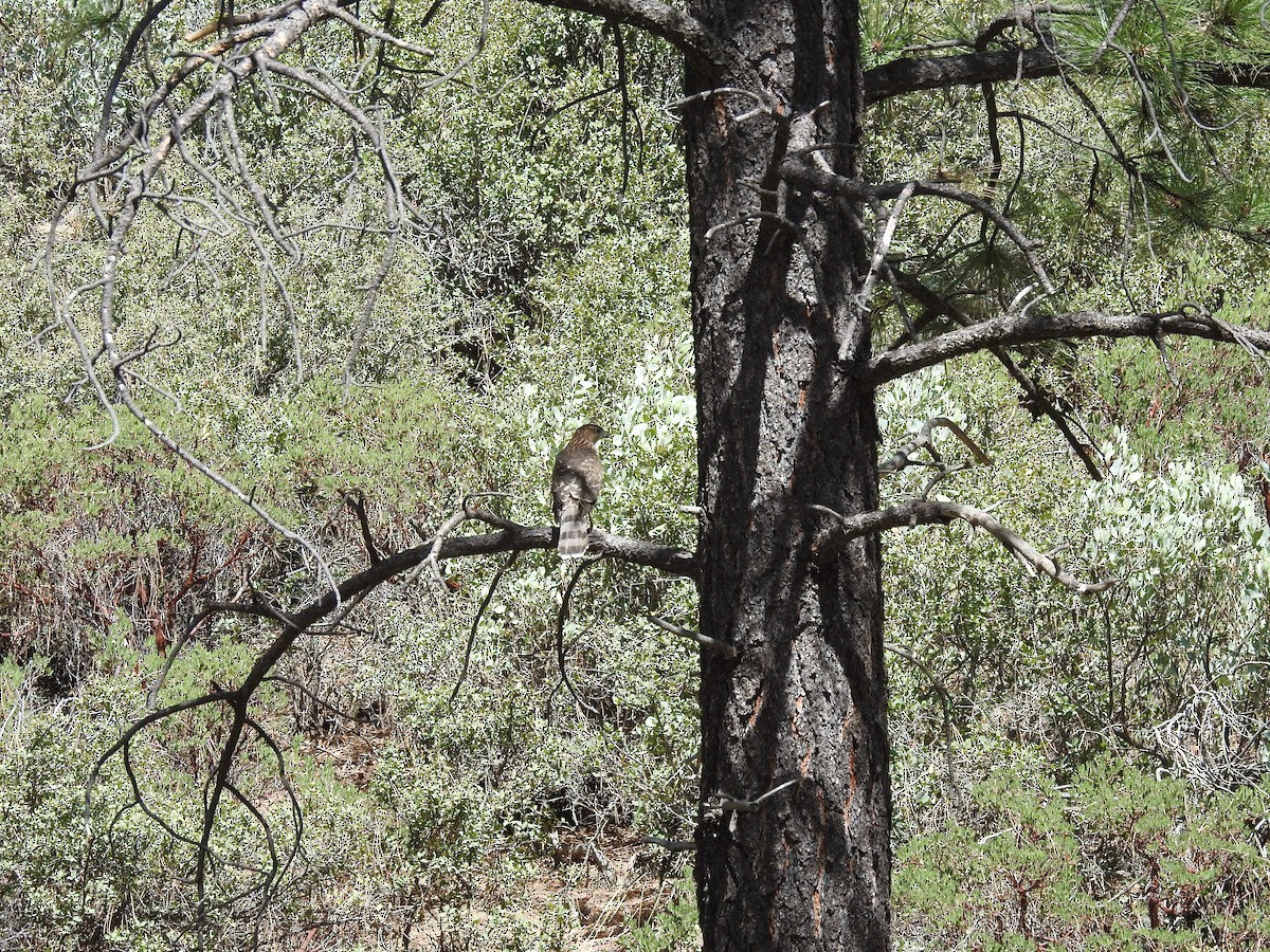 Cooper's Hawk - ML182942281