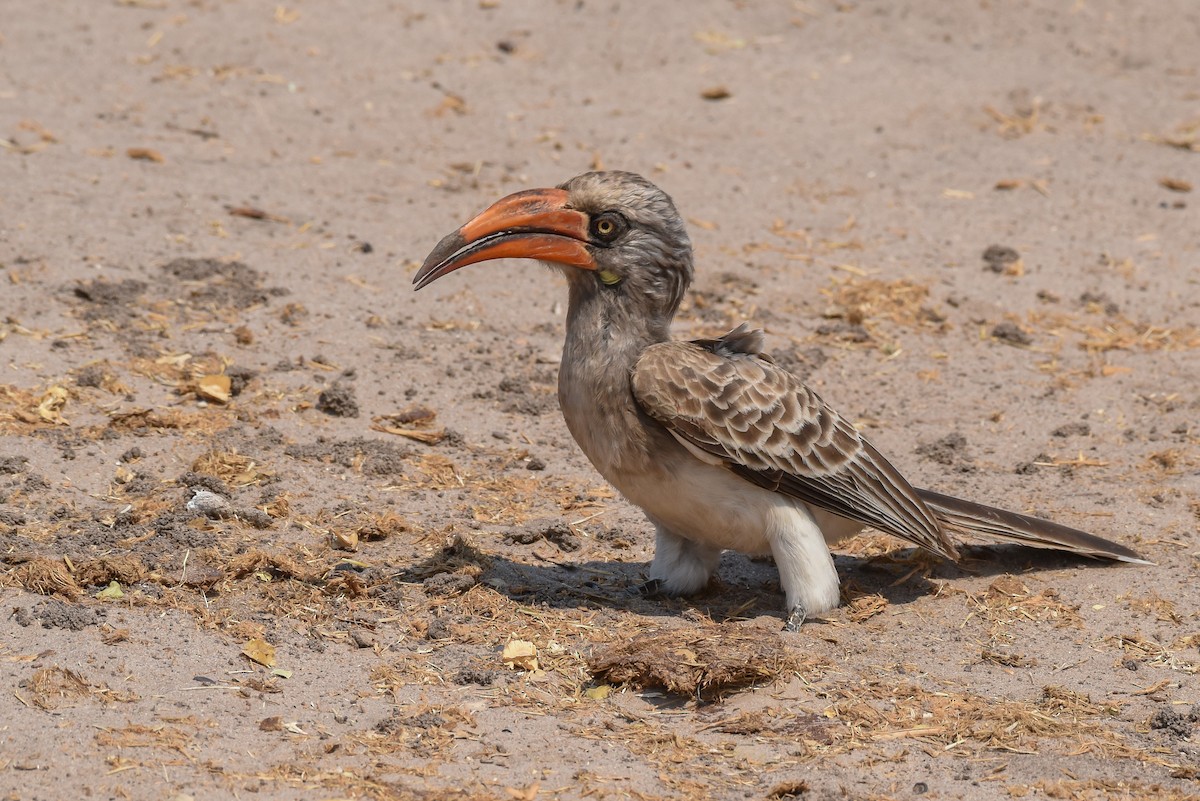 Bradfield's Hornbill - Erik Martin