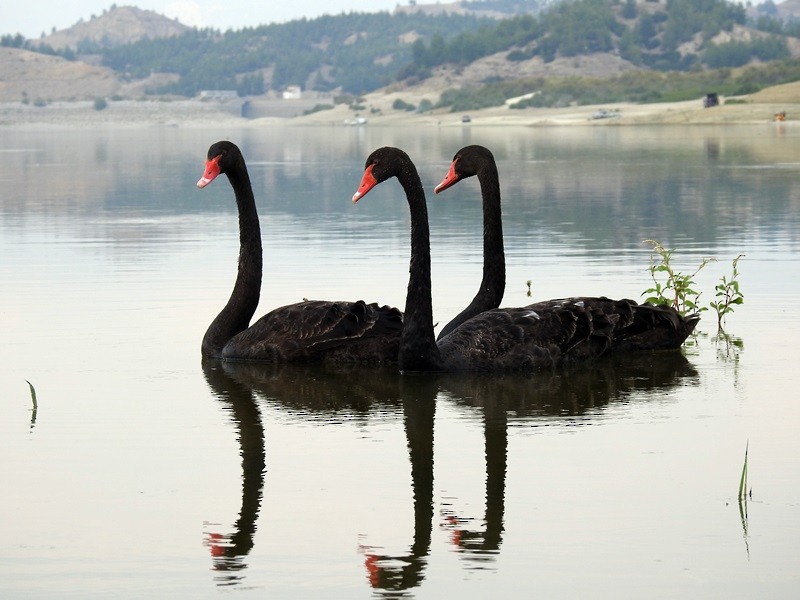 Black Swan - ML182943031
