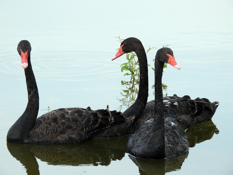Black Swan - ML182943041
